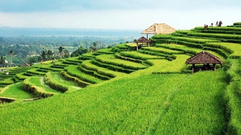 dijual tanah view sawah di Bali