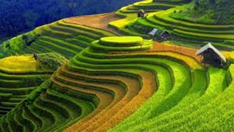 dijual tanah view sawah di Bali