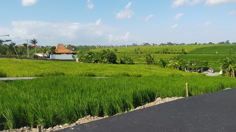 dijual tanah view sawah di Bali