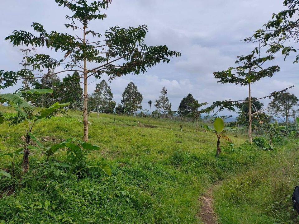 Tanah dijual di Baturiti
