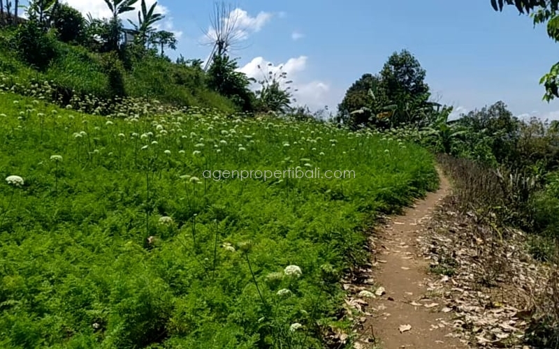 tanah dijual di Angseri Baturiti