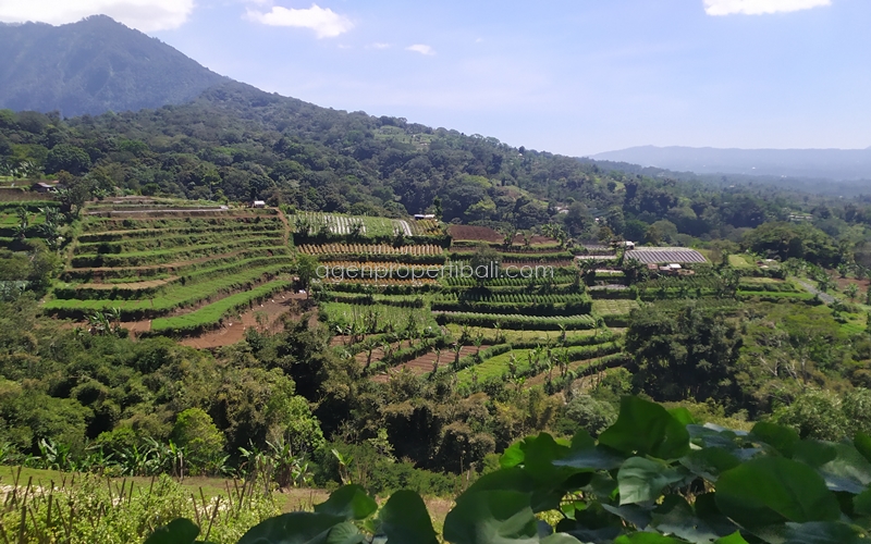 tanah dijual di Bedugul Baturiti