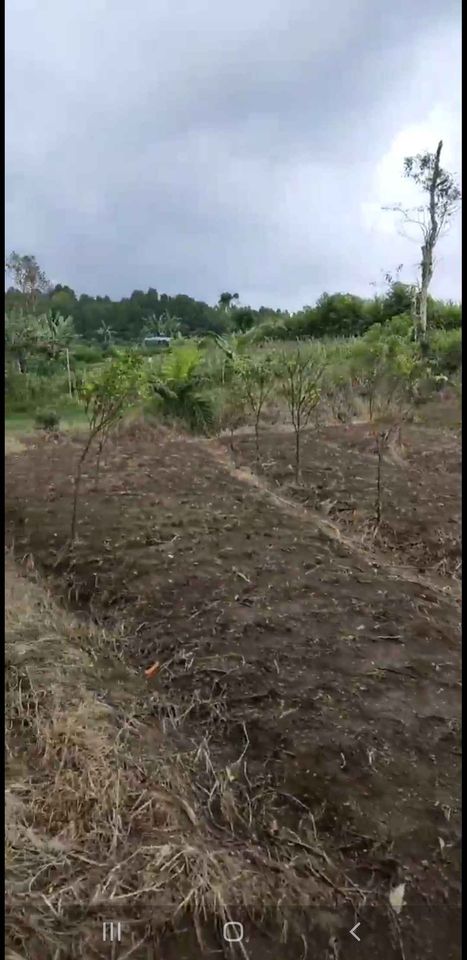 Tanah dijual di Bedugul