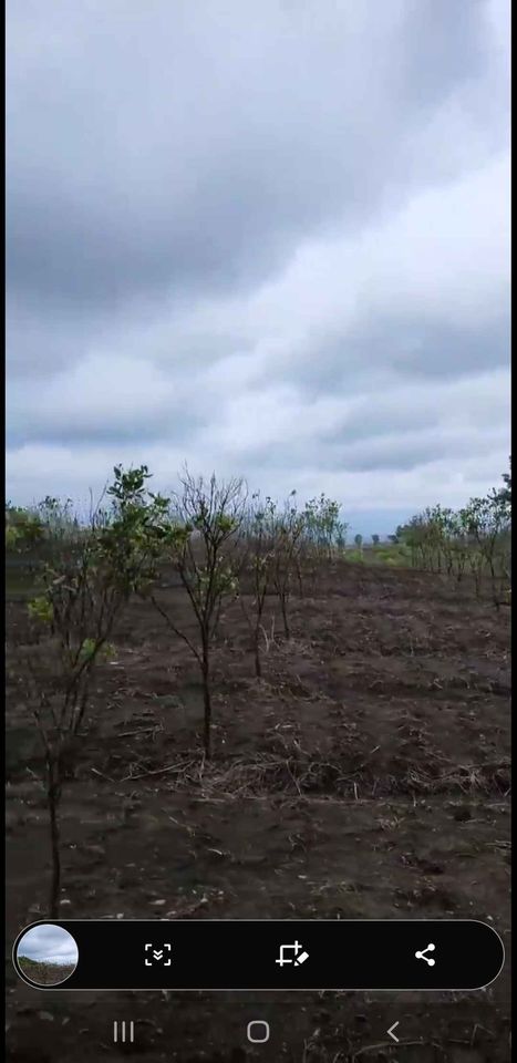 Tanah dijual di Bedugul