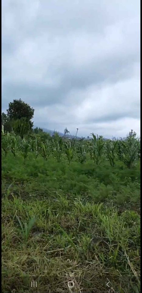 Tanah dijual di Bedugul