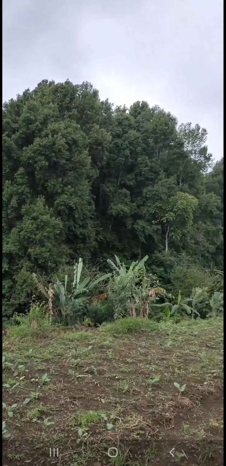 Tanah dijual di Bedugul