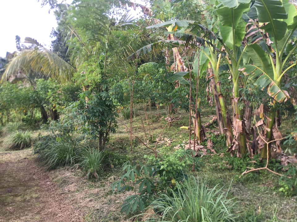 Tanah dijual di Jatiluwih