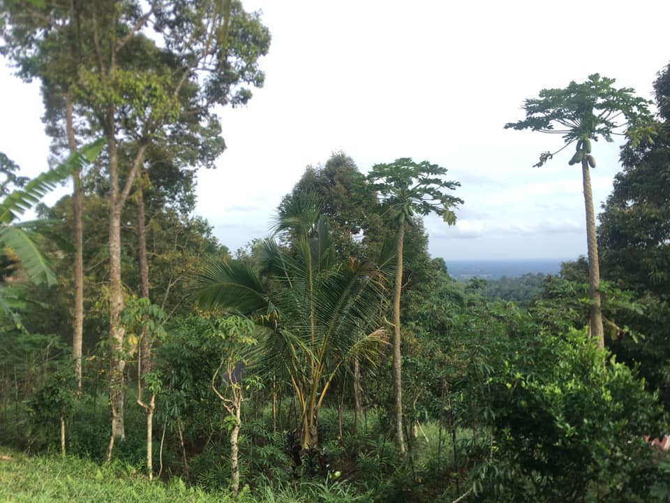 Tanah dijual di Jatiluwih