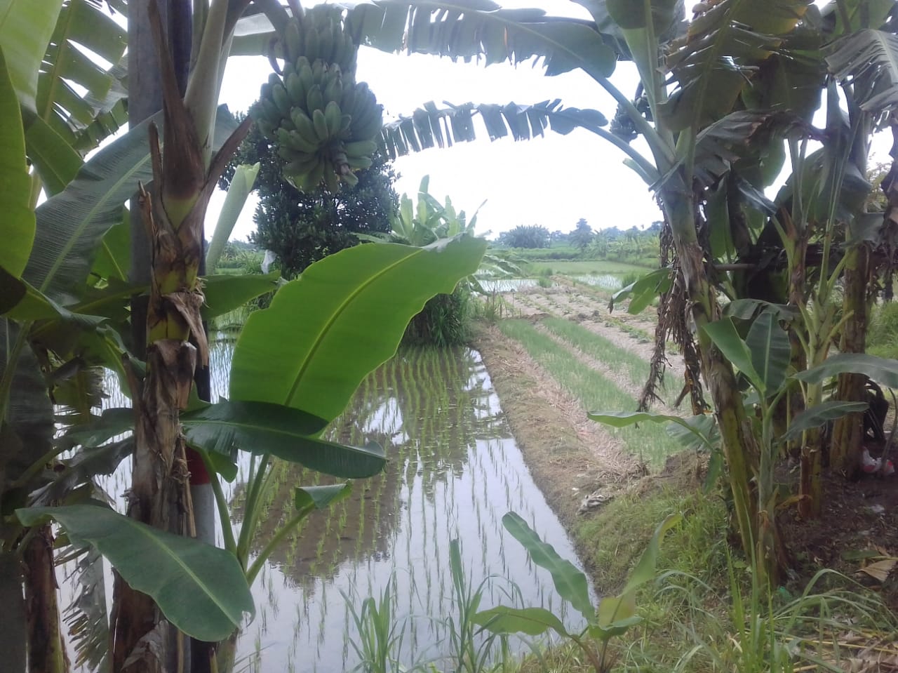 Tanah dijual di Klungkung