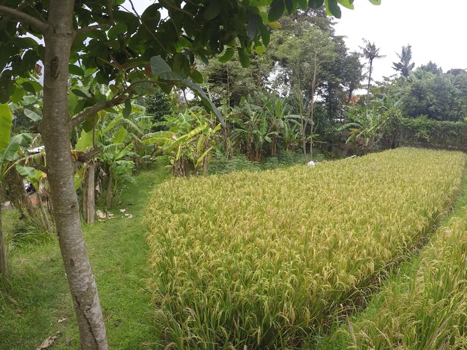 Tanah dijual di Pantai Nyanyi