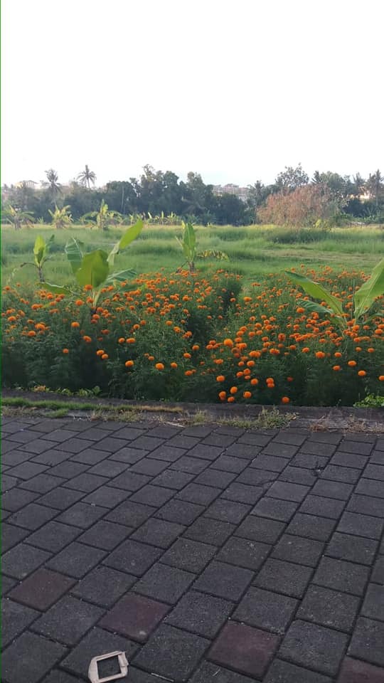 Tanah dijual di Pererenan