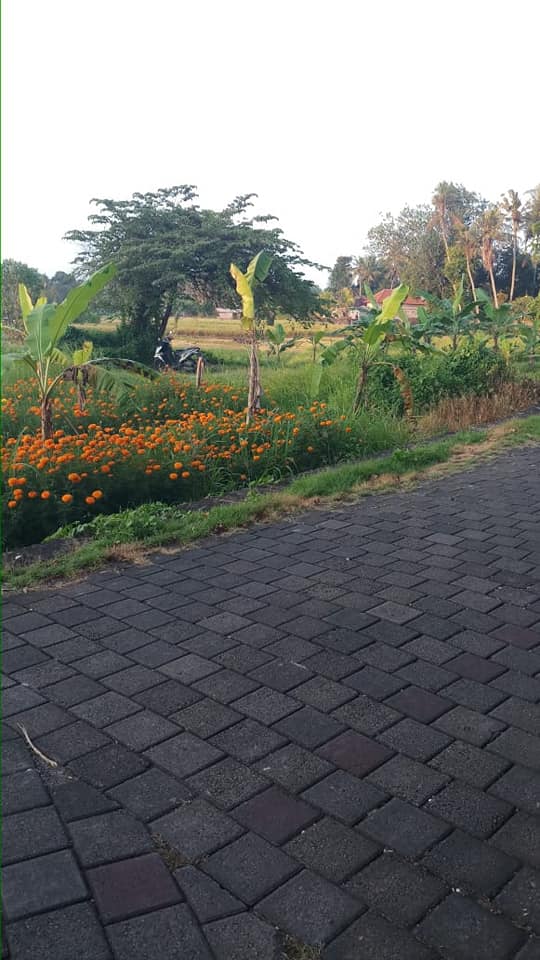 Tanah dijual di Pererenan