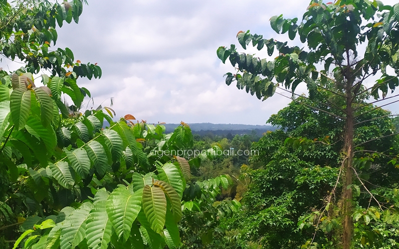 tanah dijual di Pupuan Tabanan