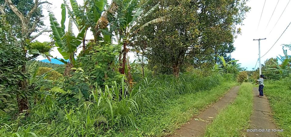 Tanah dijual di Singaraja