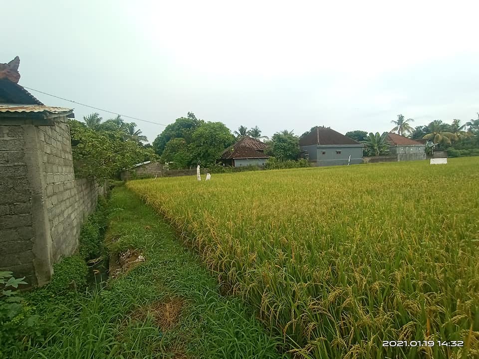 Tanah dijual di Singaraja
