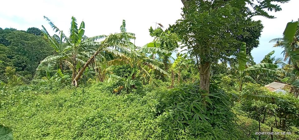 Tanah dijual di Singaraja