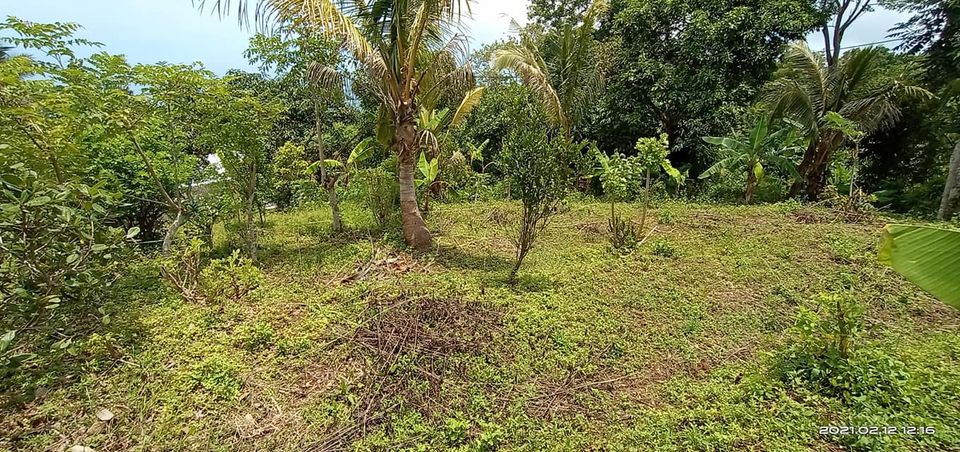 Tanah dijual di Singaraja