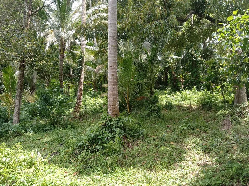 Tanah dijual di Telaga Tunjung Tabanan