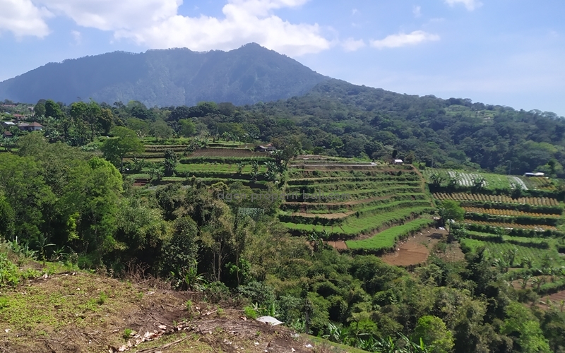 dijual tanah 1 Hektar di Bali