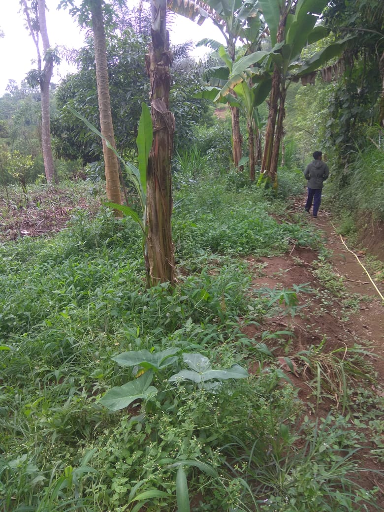 Jual Tanah di Taro Tegalalang