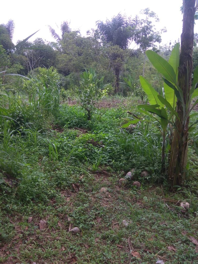 Jual Tanah di Taro Tegalalang