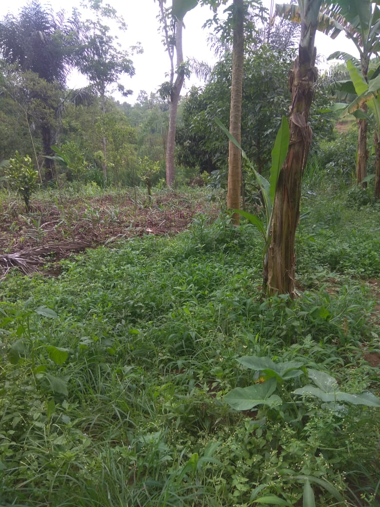 Jual Tanah di Taro Tegalalang