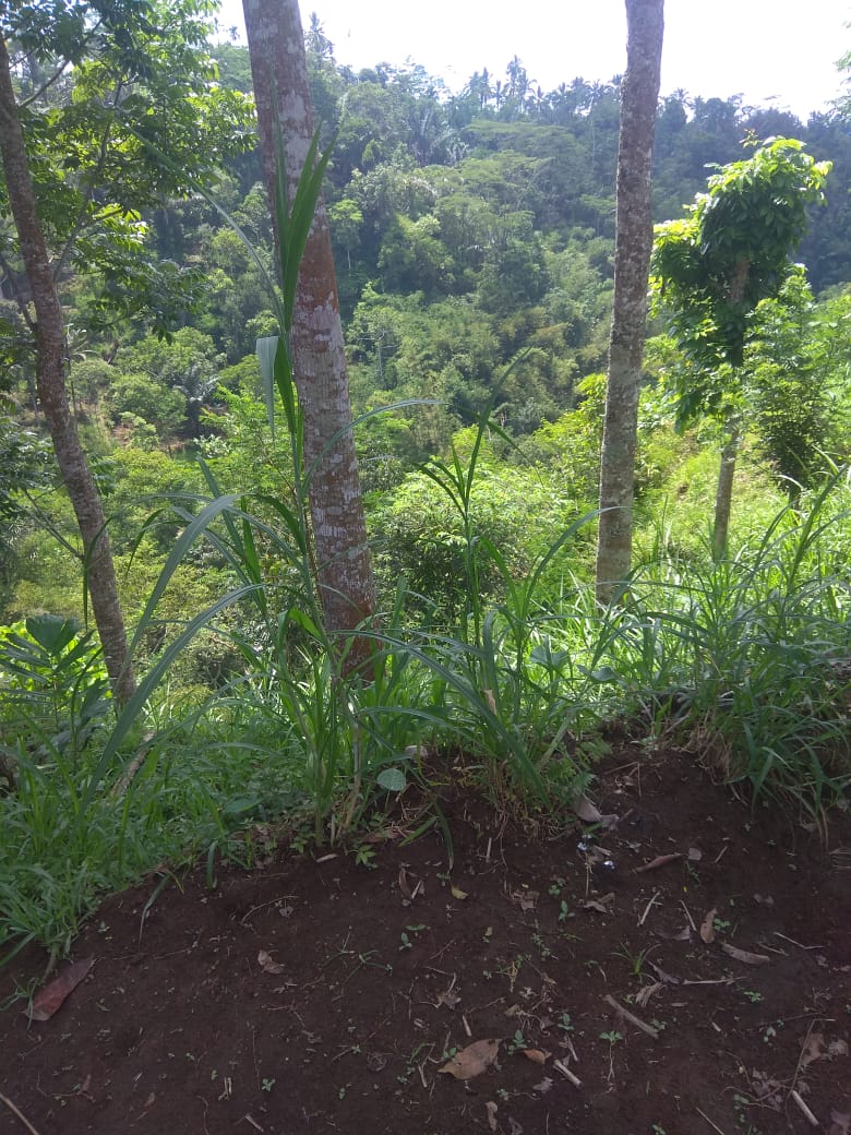 Jual Tanah di Taro Tegalalang