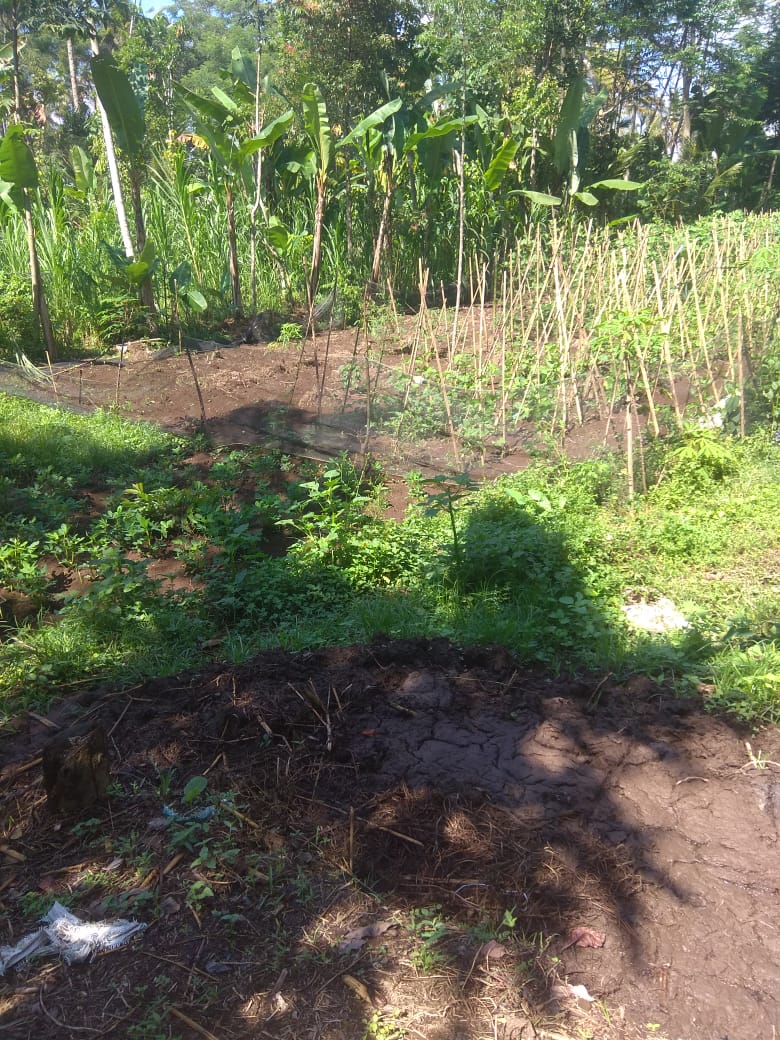 Jual Tanah di Taro Tegalalang
