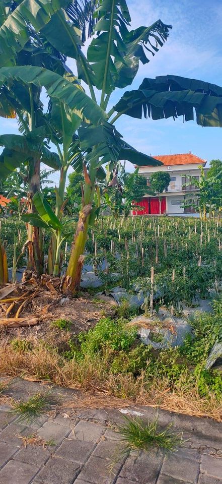 Tanah dijual di Tumbak Bayuh