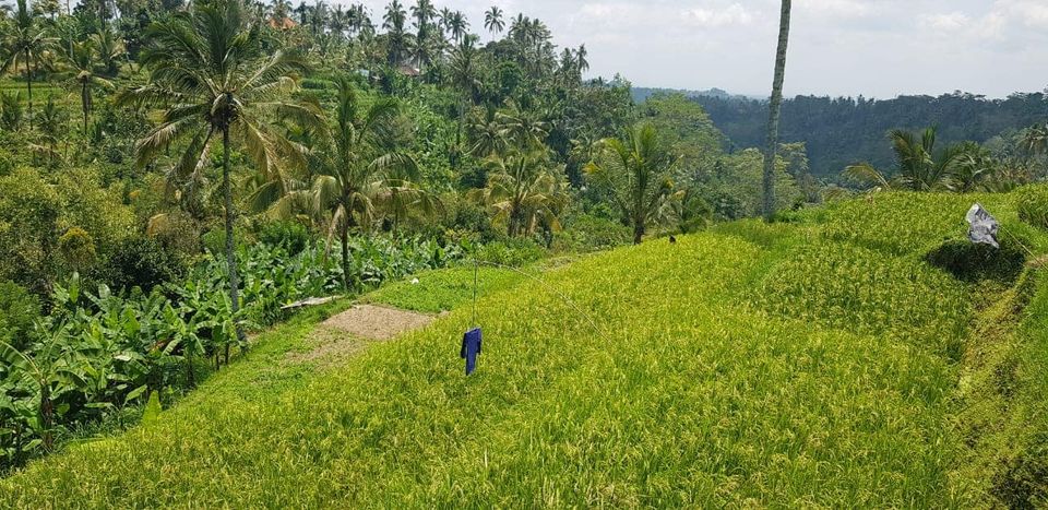 Tanah Los Pantai dijual di Gianyar